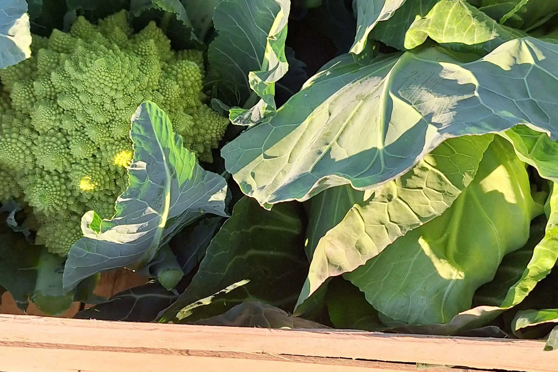 Greta - Blumen, Ideen & mehr... in Markkleeberg und Umgebung - Regionale Produkte Kooperation mit regionalen Lieferanten. - Regional & saisonal Produkte aus regionalem Anbau - Blumenkohl, Brokkoli, Fenchel und vieles mehr - Aktuelle Frischeangebote