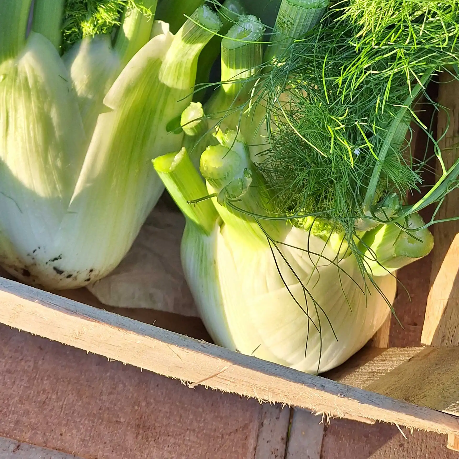 Greta - Blumen, Ideen & mehr... in Markkleeberg und Umgebung - Regionale Produkte Kooperation mit regionalen Lieferanten. - Regional & saisonal Produkte aus regionalem Anbau - Blumenkohl, Brokkoli, Fenchel und vieles mehr - Aktuelle Frischeangebote